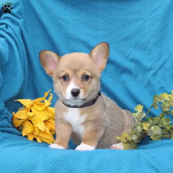 Cocoa, Pembroke Welsh Corgi Puppy